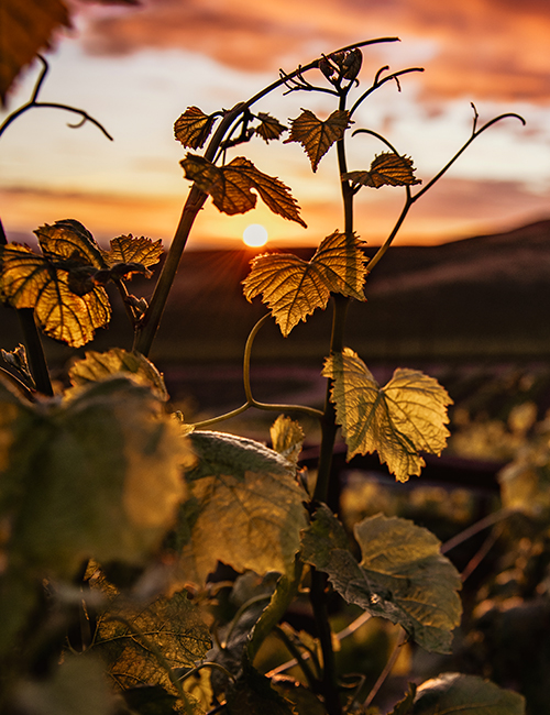 vins aubussargues cevennes